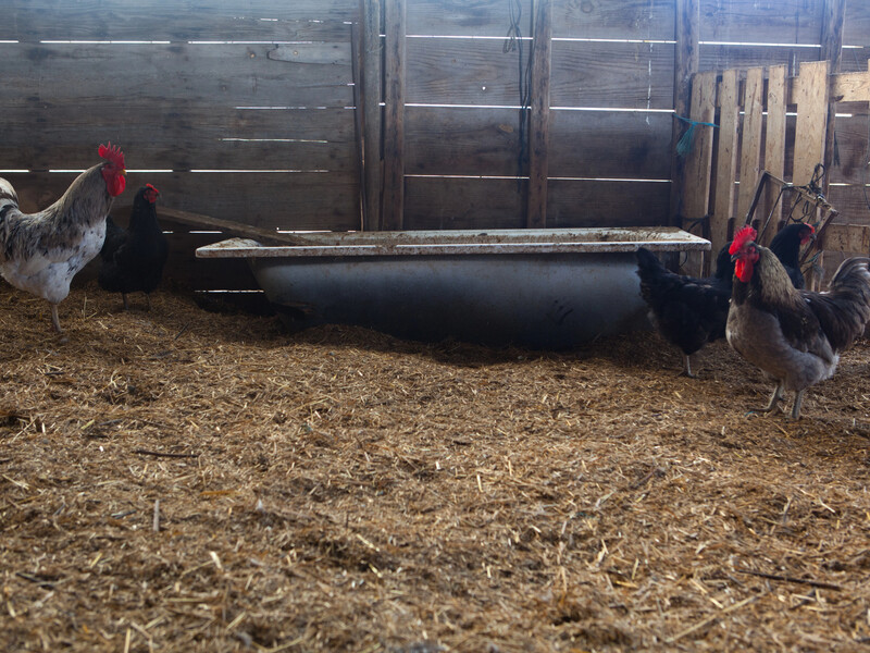 Покрийте цим підлогу в курнику – і кури почнуть нестися краще