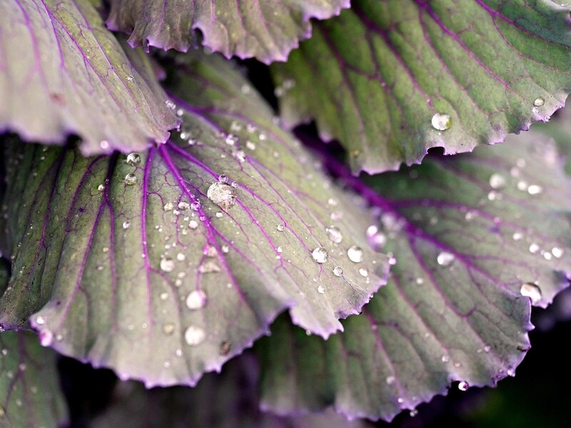 Якщо капуста на грядці підмерзла - зробіть з нею це