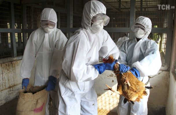 Пташиний грип H5N5 вперше вбив людину