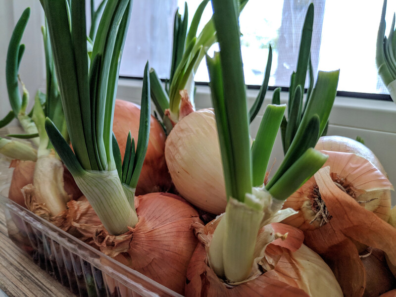 Якщо хочете постійно мати вдома зелену цибулю, скористайтеся цими хитрощами – і її буде дуже багато Якщо хочете постійно мати вдома зелену цибулю, скористайтеся цими хитрощами – і її буде дуже багато