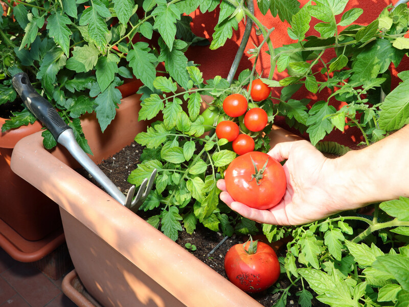 Назвали сорт томатів, які можна вирощувати взимку без теплиці