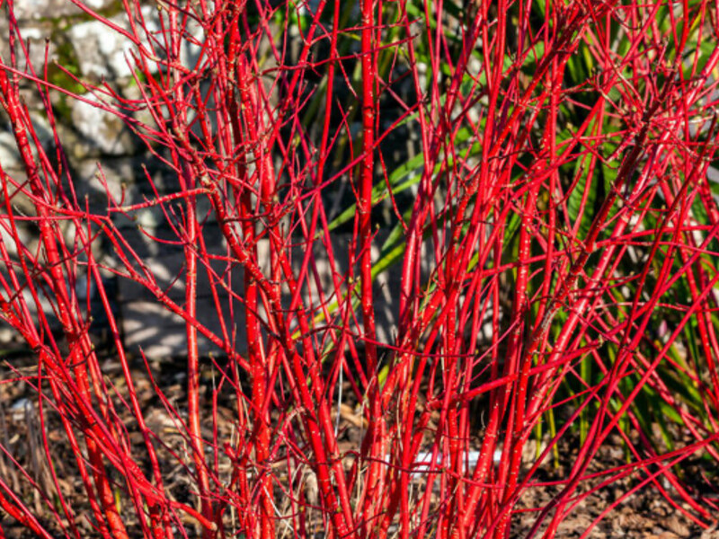 Кущ із червоними гілками надзвичайно гарний узимку. Три кроки – і ви легко його розмножите у воді