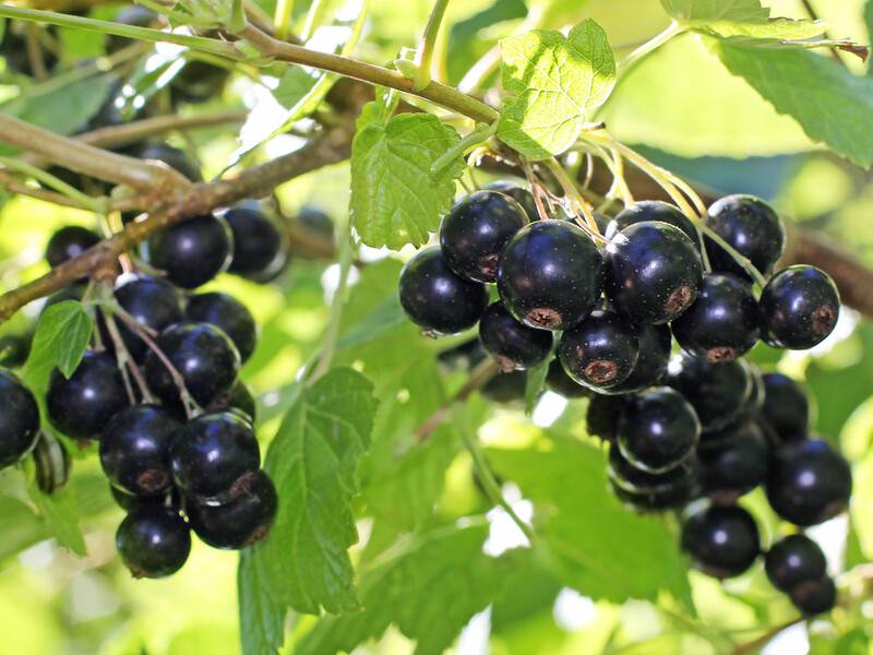 Оброблення цим розчином у листопаді забезпечить урожай смородини влітку