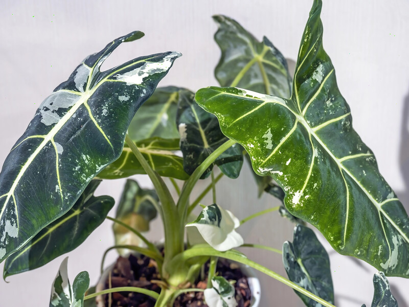 Зробіть це відразу, якщо листя алоказії почало в'янути. Секрети реанімації Зробіть це відразу, якщо листя алоказії почало в'янути. Секрети реанімації