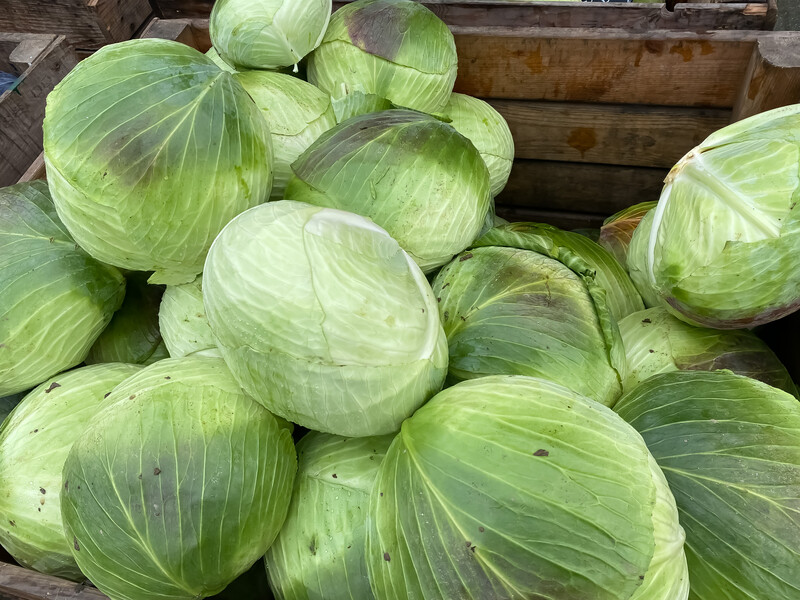 Досвідчені городники збирають капусту тільки в ці дні. Зробіть так само – і урожай збережеться до весни