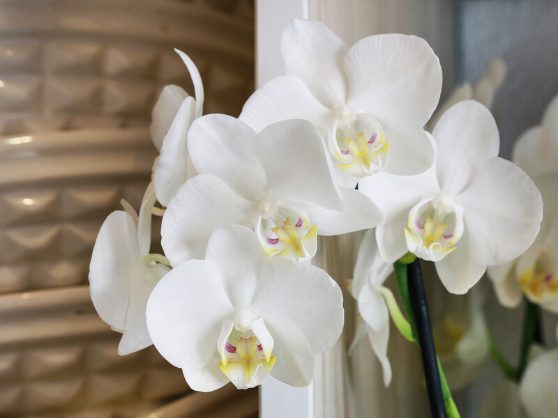 Дві краплі цього розчину оживлять орхідею – і вона почне рясно цвісти Дві краплі цього розчину оживлять орхідею – і вона почне рясно цвісти