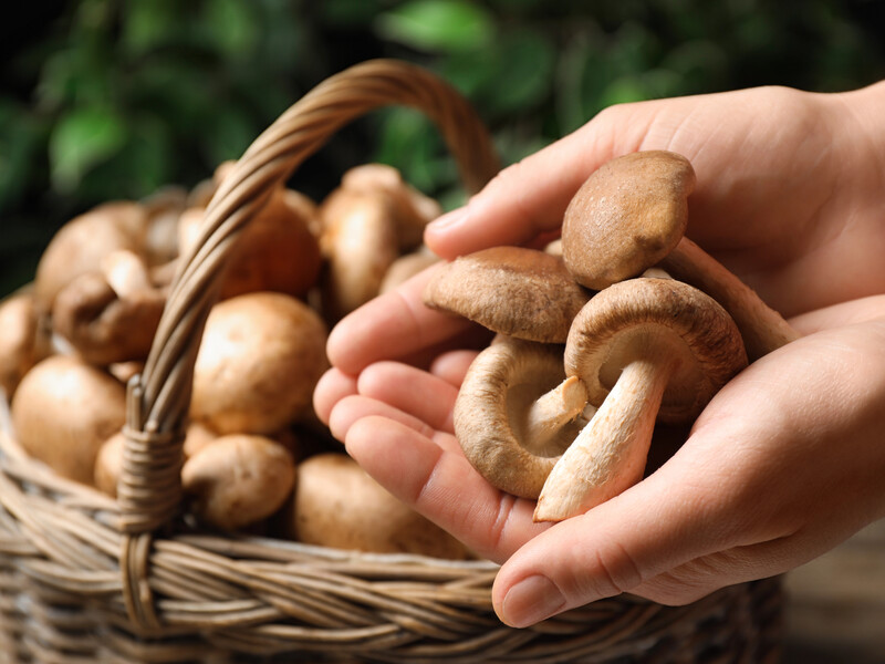 Як правильно чистити опеньки. Поради і правила