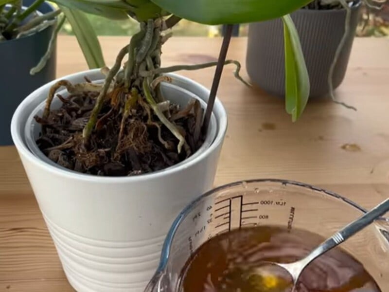 Поливайте цим орхідеї двічі на місяць – і вони активно формуватимуть нові квітконоси. Рецепт підживлення Поливайте цим орхідеї двічі на місяць – і вони активно формуватимуть нові квітконоси. Рецепт підживлення