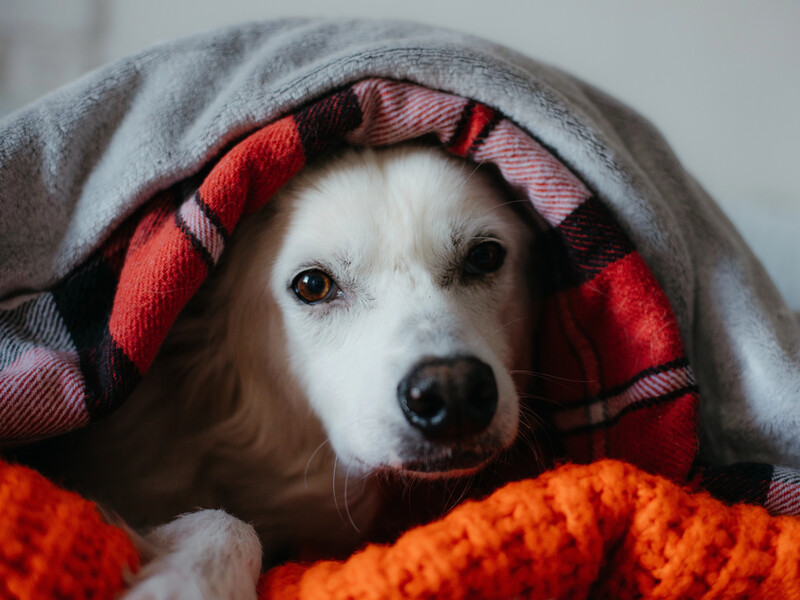 Ось навіщо потрібно вивішувати ковдри надвір після заміни постільної білизни. Секрет, який покращить сон Ось навіщо потрібно вивішувати ковдри надвір після заміни постільної білизни. Секрет, який покращить сон
