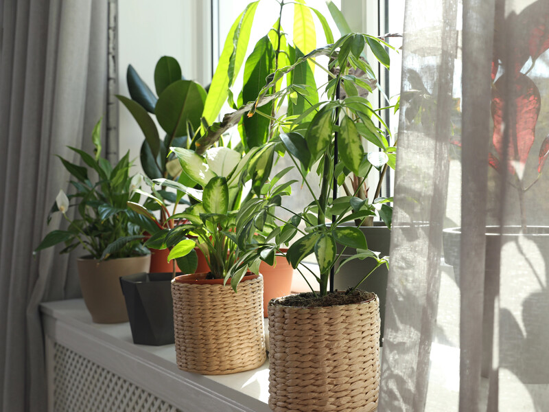 Розчиніть у воді ці таблетки з аптеки – і квіти знову оживуть. Секретний спосіб реанімації