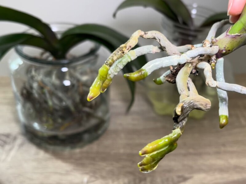 Залийте це на ніч окропом – і орхідеї, у яких почало гнити коріння і жовтіти листя, не загинуть Залийте це на ніч окропом – і орхідеї, у яких почало гнити коріння і жовтіти листя, не загинуть