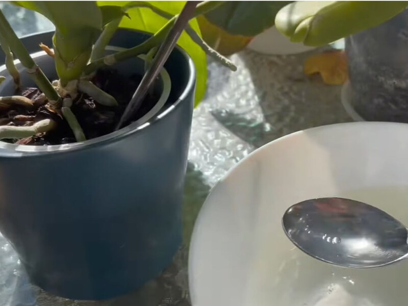 Залишіть це на ніч – і орхідеї почнуть активно формувати багато нових квітконосів. Рецепт підживлення Залишіть це на ніч – і орхідеї почнуть активно формувати багато нових квітконосів. Рецепт підживлення