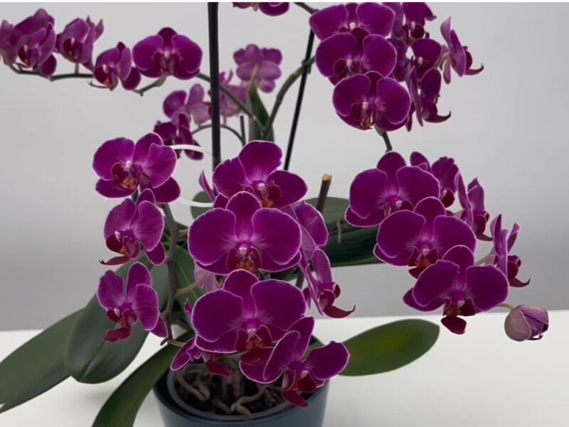 Розчиніть ложку цієї спеції у воді – і орхідея почне активно формувати нові квітконоси. Лайфхак