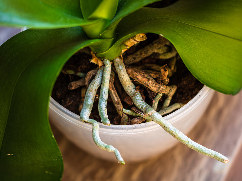 Якщо коріння орхідеї виходить за межі горщика - зробіть це Якщо коріння орхідеї виходить за межі горщика - зробіть це