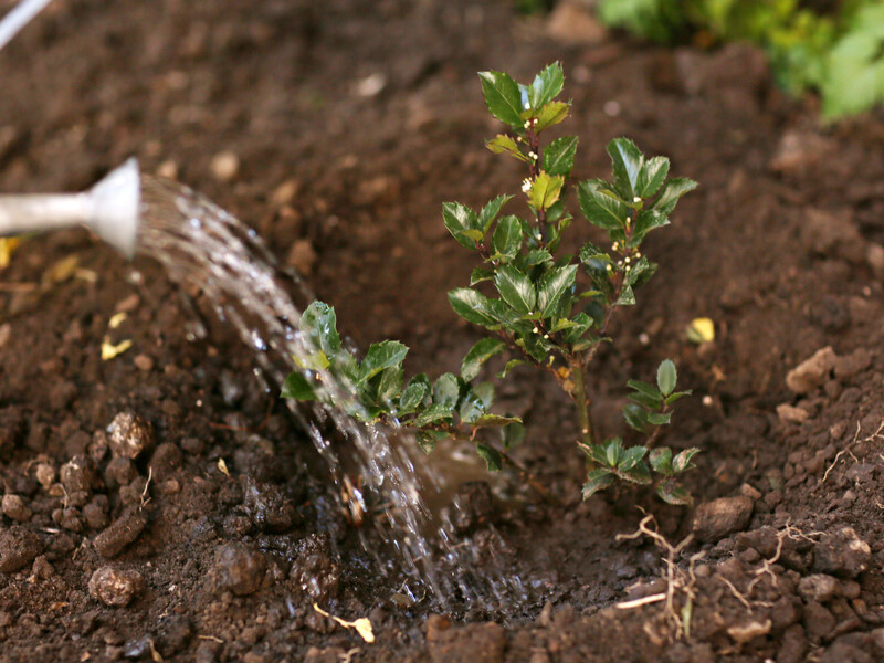 Осінній полив – дуже корисний. Але не зробіть цієї помилки з його термінами Осінній полив – дуже корисний. Але не зробіть цієї помилки з його термінами