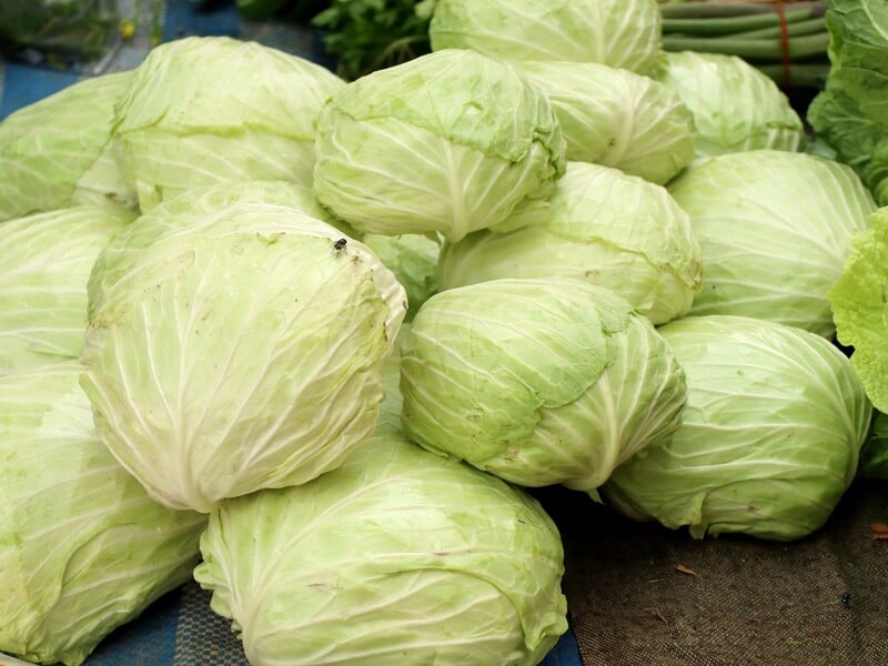 Посипте цим кожну головку – і капуста не псуватиметься в погребі. Лайфхак Посипте цим кожну головку – і капуста не псуватиметься в погребі. Лайфхак