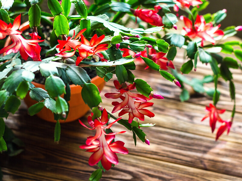 Обприскайте цим декабрист – і він гарантовано зацвіте