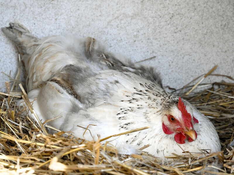 Найдієвіші поради, як стимулювати курей нестися. Просто зробіть це