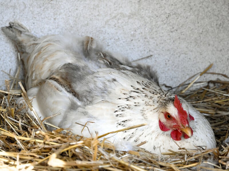 Якщо у вас немає яєць – не проблема. Просто накорміть цим курей, і їстимете яєшню щодня Якщо у вас немає яєць – не проблема. Просто накорміть цим курей, і їстимете яєшню щодня