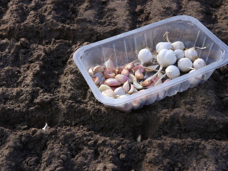 Підгодуйте цим озимий часник у листопаді – і влітку зберете щедрий урожай. Поради досвідчених городників
