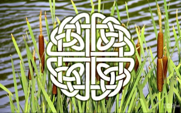 Кельтський гороскоп дерев на 22 листопада 2025 року: Ракам — внутрішній комфорт, Стрільцям — ясне спрямування