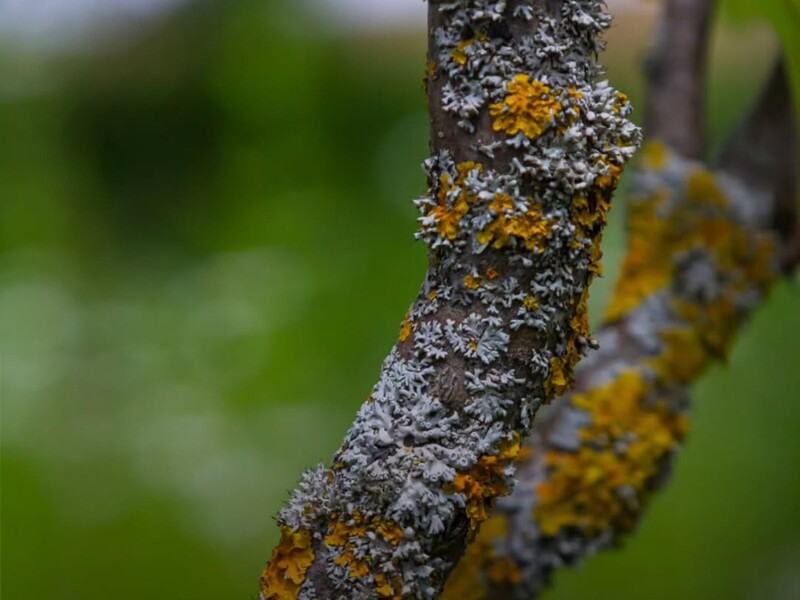 Лишайники завжди з'являються лише на цих деревах. Садівниця розповіла, як врятувати садок від загибелі Лишайники завжди з'являються лише на цих деревах. Садівниця розповіла, як врятувати садок від загибелі