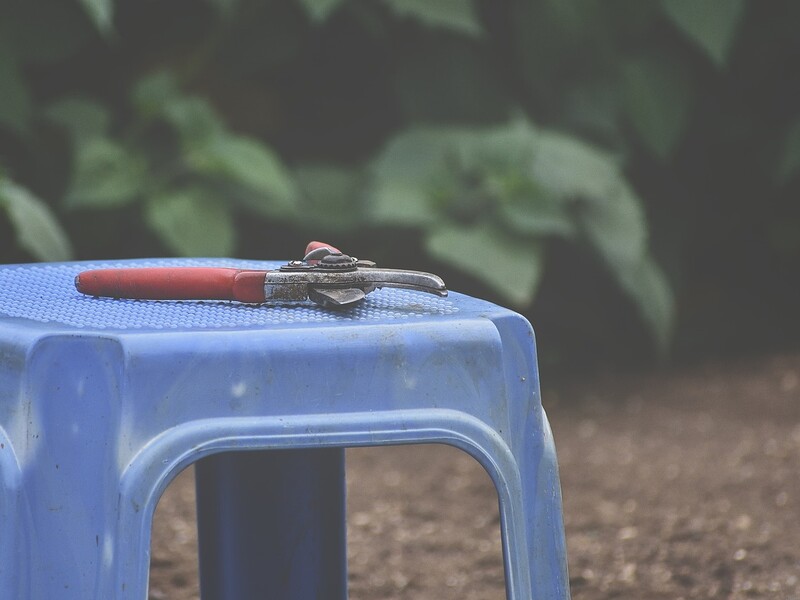 Городники назвали основні принципи обрізання корінців у саджанців Городники назвали основні принципи обрізання корінців у саджанців