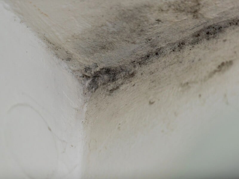 Поставте це в погребі – і за кілька днів від плісняви не залишиться і сліду. Робочий дідівський метод