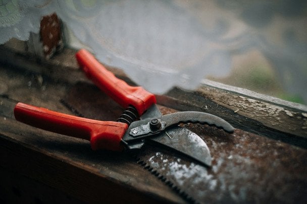 Встигніть до кінця листопада: одна дія і 15 хвилин, щоб урожай був у 5 разів більший