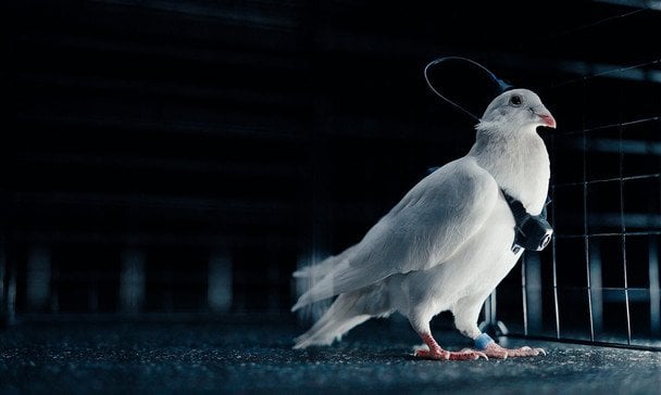 Голуби-роботи: компанія в РФ заявила про запуск керованих "біодронів"