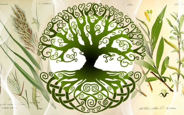 Кельтський гороскоп дерев на 28 листопада 2025 року: день внутрішнього балансу та чітких рішень