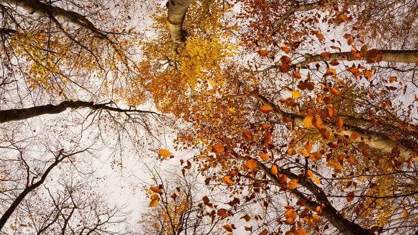 Погода на 28 листопада: де похолодає в Україні та де пройде дощ