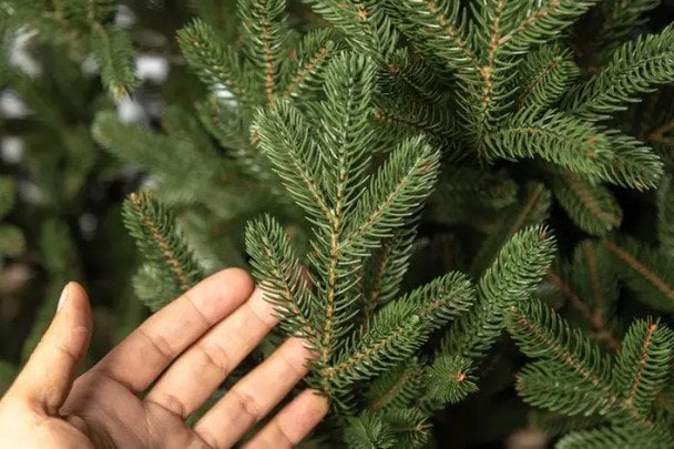 Смерека, ялиця чи сосна — яка різниця між ними: яке дерево вибрати для Нового року