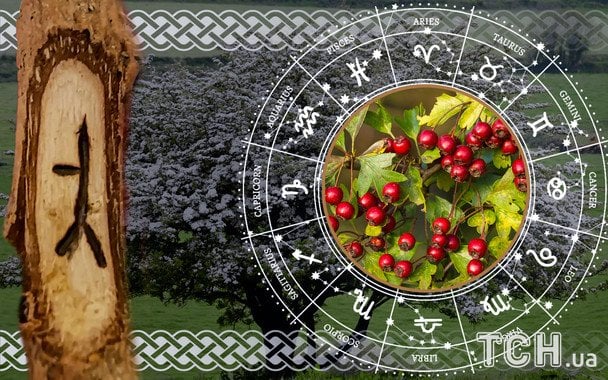 Кельтський гороскоп дерев на 11 грудня 2025 року: день інтуїції, м’якої сили та внутрішнього фокусу