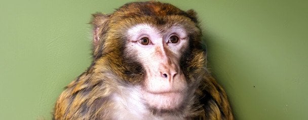 У Гостомелі під Києвом мавпа втекла від господарів і бігала вулицями: фото