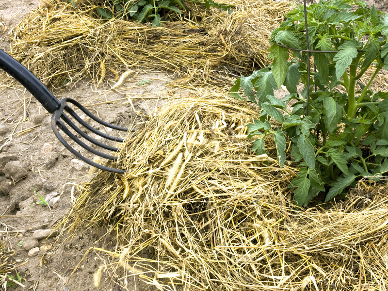 Як зробити землю настільки родючою, щоб більше ніколи не копати город. П'ять кроків від городника