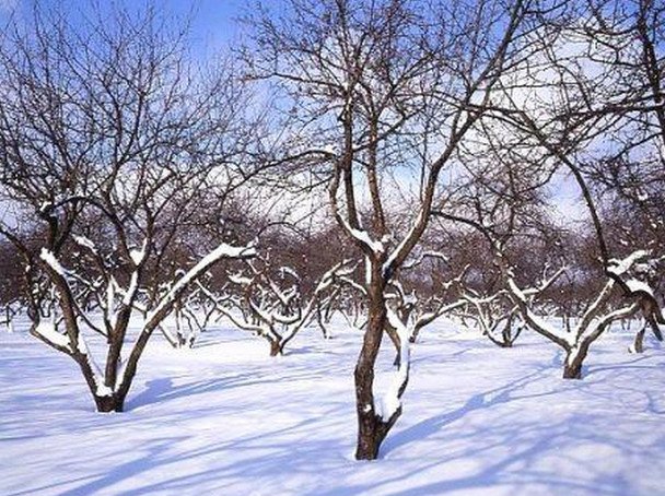 Європу накриє "зима століття": невтішний прогноз синоптиків