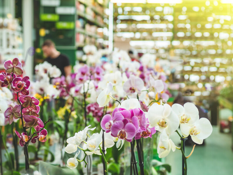 Не купуйте таких орхідей, щоб не розчаруватися. Порада, яка заощадить гроші квітникарям Не купуйте таких орхідей, щоб не розчаруватися. Порада, яка заощадить гроші квітникарям