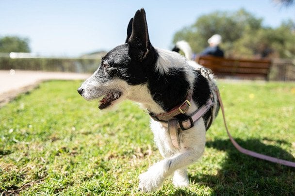 Як відучити собаку гавкати на інших тварин