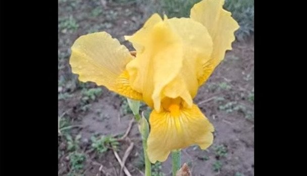 Диво природи: на Одещині розцвіла літня квітка