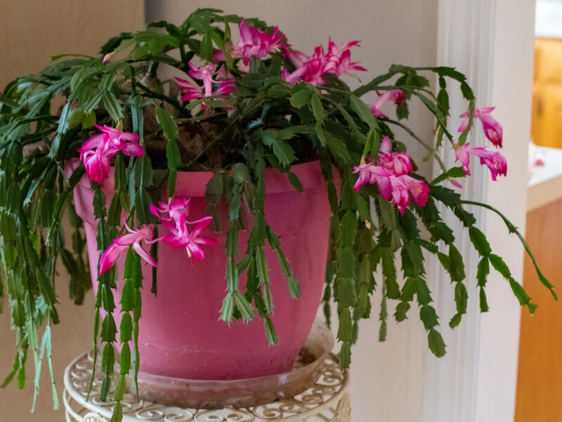 Чому в різдвяного кактуса раптом опадають бутони. Три причини і як це виправити