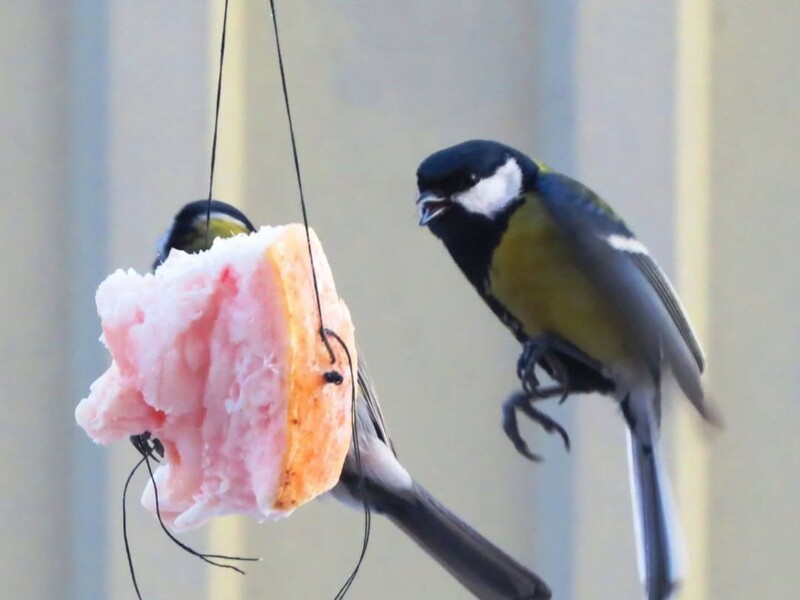 Ніколи не давайте цього пташкам. Головні правила зимової підгодівлі без шкоди