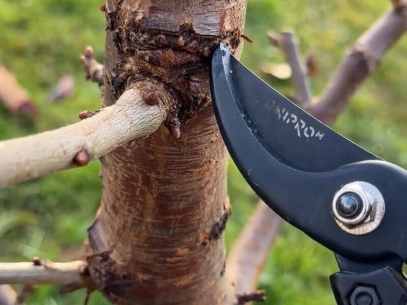 Зробіть такі надрізи – і на дереві з'являться нові гілки. Секретний прийом для щедрого врожаю