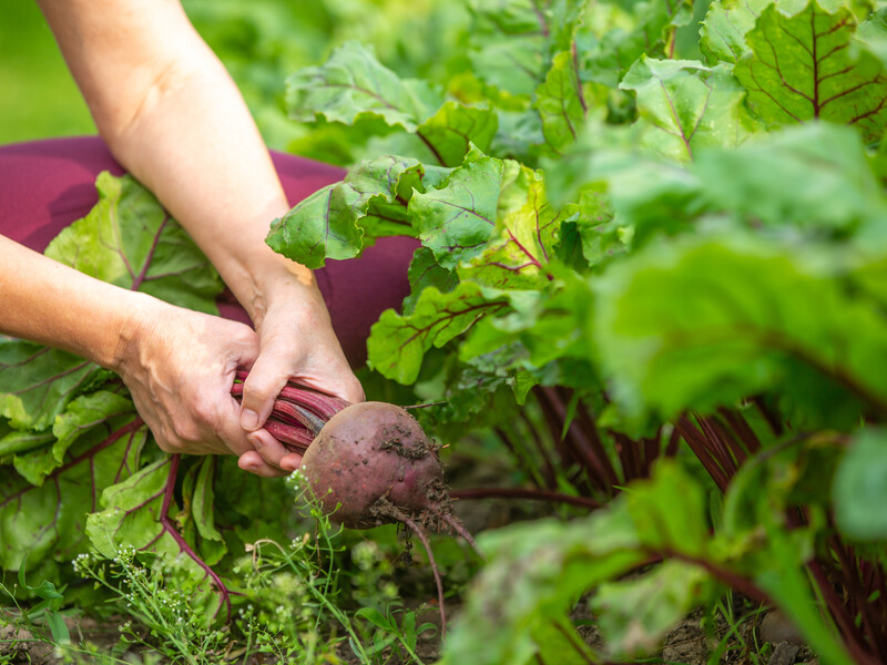 Чотири найкращі сорти буряків для українського клімату. Досвідчені городники радять