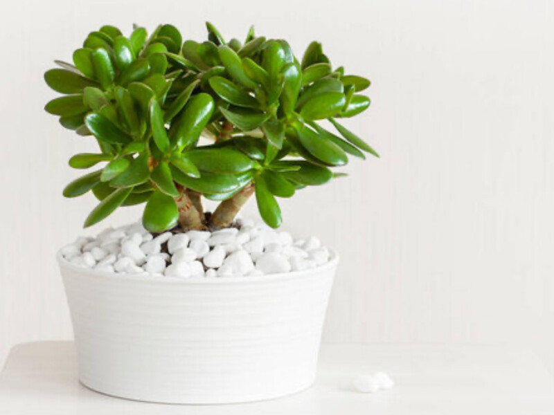 Як сформувати грошове дерево, щоб із бабусиної квітки виріс трендовий бонсай. Сім головних правил