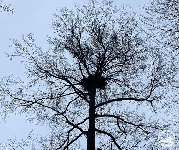 У Чорнобильському заповіднику виявили нове гніздо рідкісних орланів-білохвостів (фото)