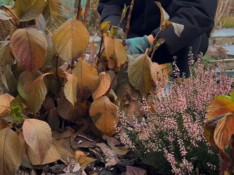 "Таке укриття великолистої гортензії виявилося найкращим". Спосіб, який збереже всі квіткові бруньки