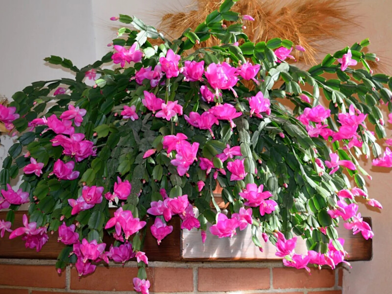 Рясне цвітіння різдвяного кактусу щороку: три прості речі, без яких він не випустить бутонів