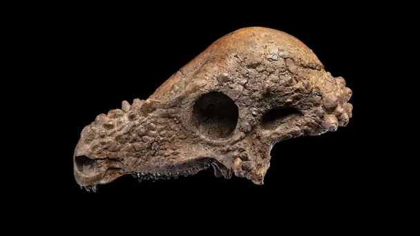 Майже цілий череп рідкісного динозавра покажуть публіці наприкінці грудня Майже цілий череп рідкісного динозавра покажуть публіці наприкінці грудня