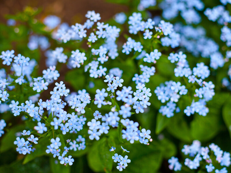 11 варіантів квітів, які можна посіяти у грудні, щоб вони пишно зацвіли навесні